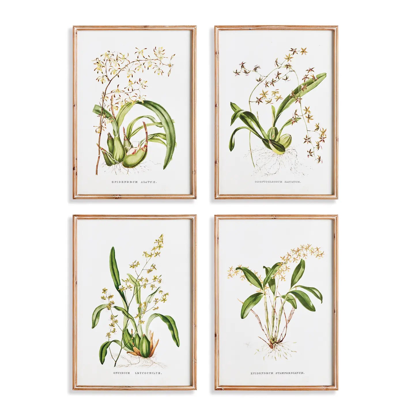 Orchid Study