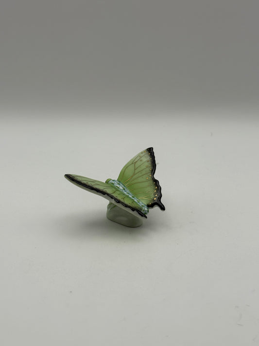 Butterfly Lime