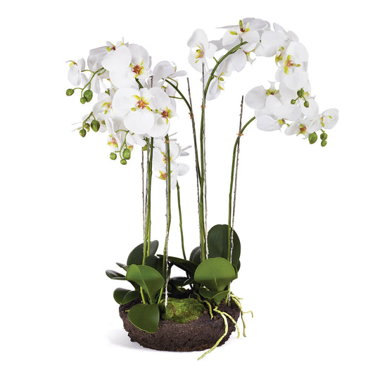 Phalaenopsis Orchid Bowl Drop-In 31.5"