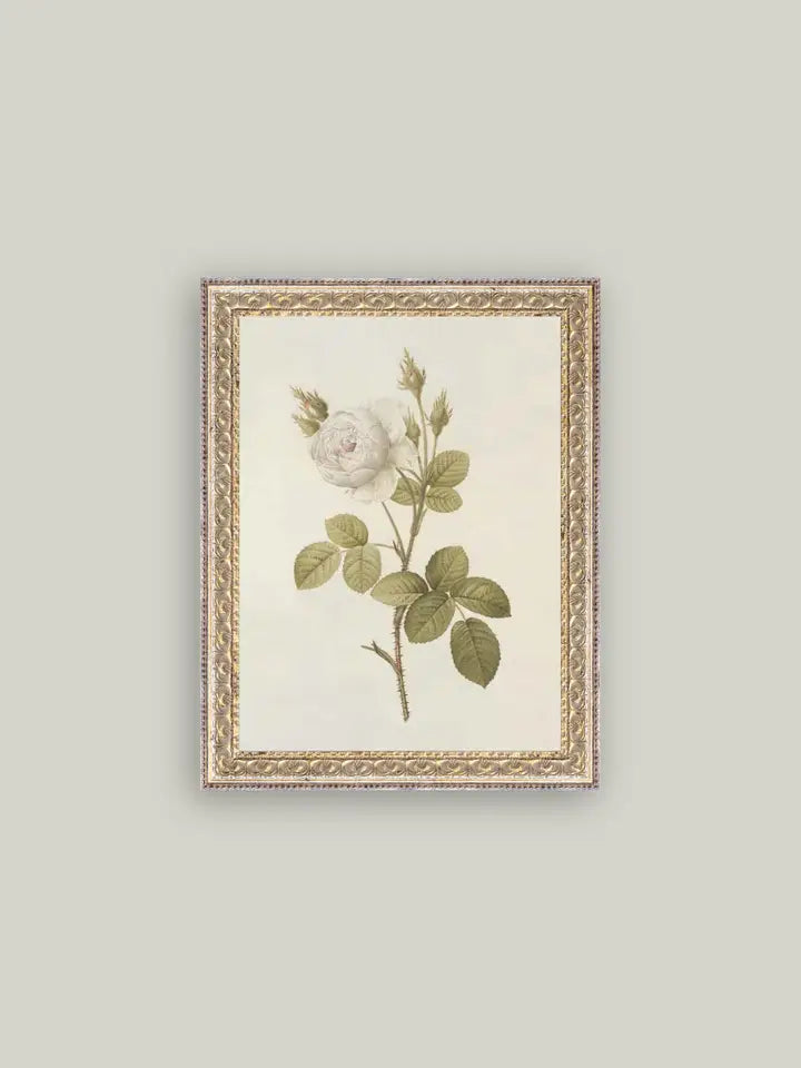 Long Stem White Roses Art - 12x16