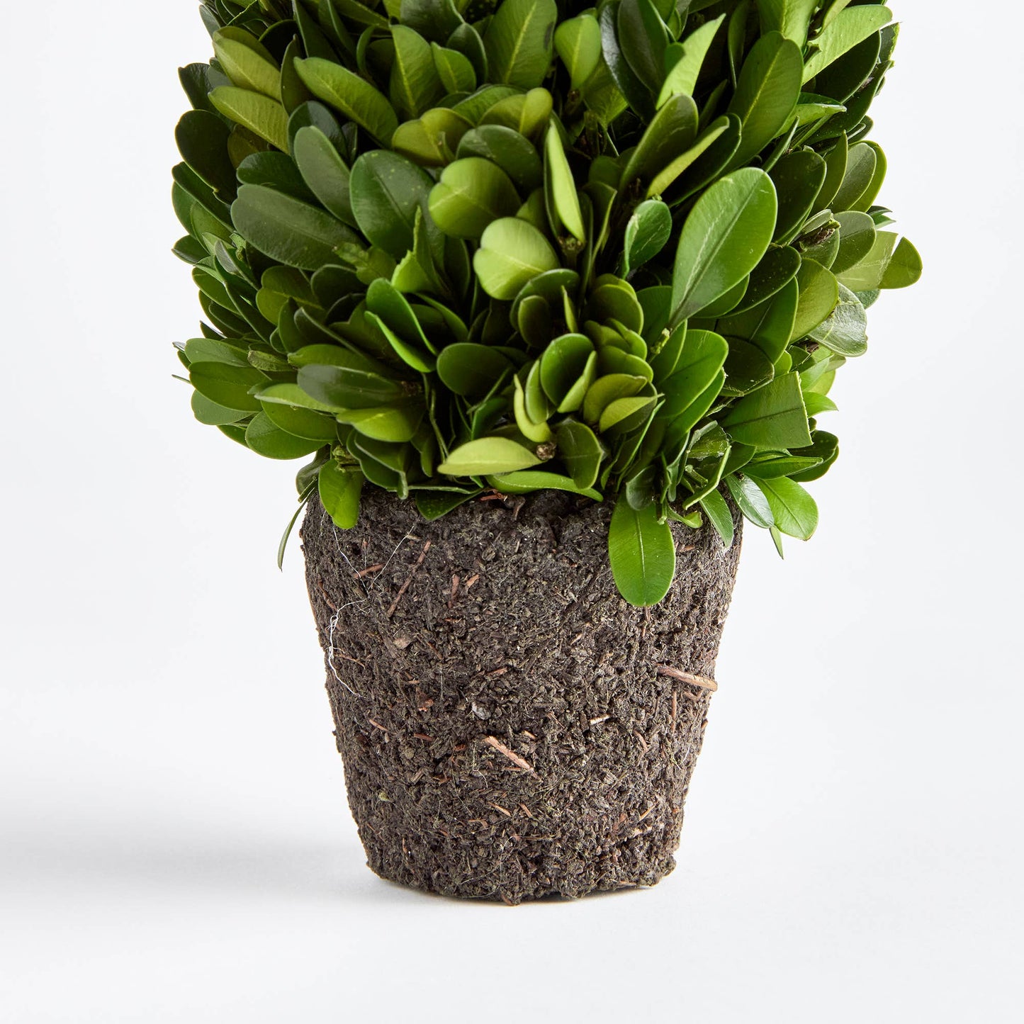 Boxwood Cone Topiary Drop-In 12": Preserved Greens