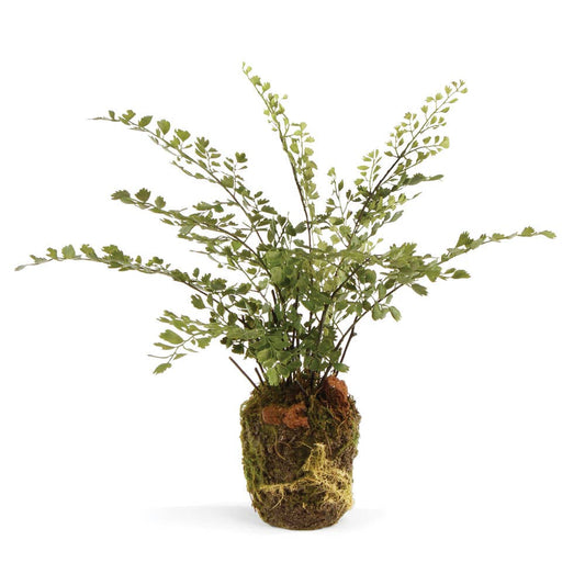 Maidenhair Fern Drop-In - 13"