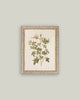 Rosa Framed Antique Art: 8x10