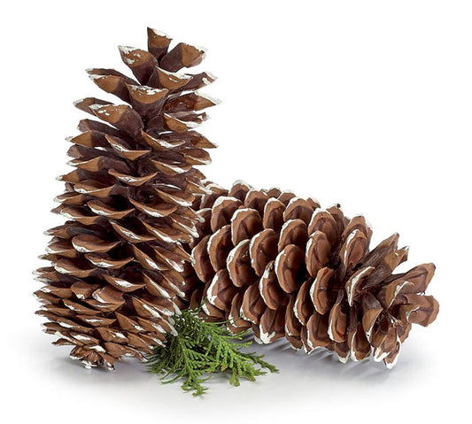 Frosted Sugar Pine Cones