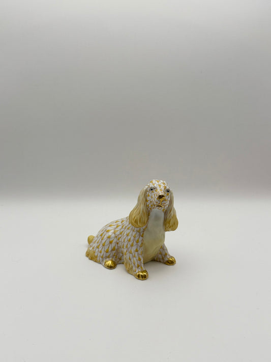 Butterscotch Spaniel