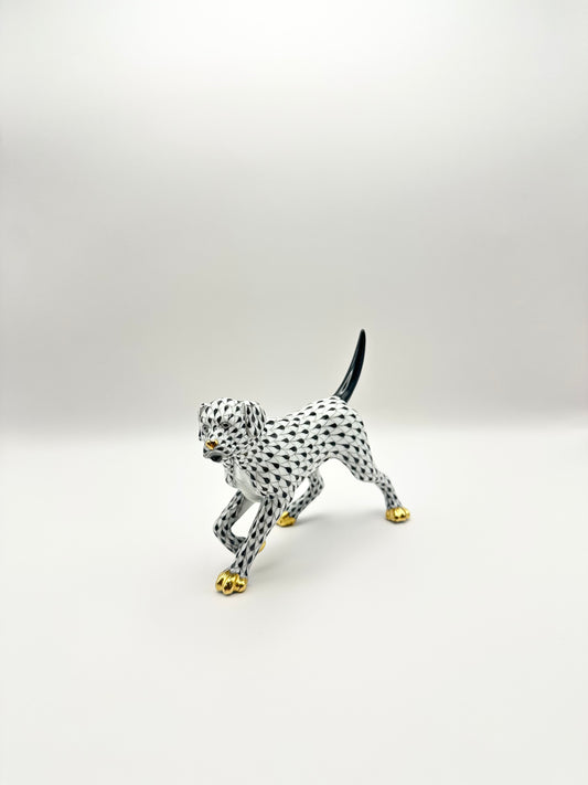 Labrador on Point Black