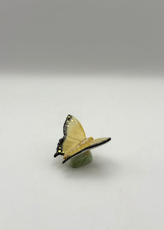 Butterfly Butterscotch