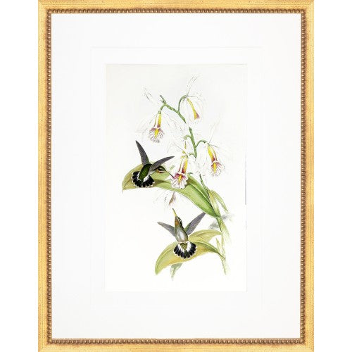 Two Hummingbirds White Flowers in Gold Frame