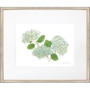 Hydrangea II