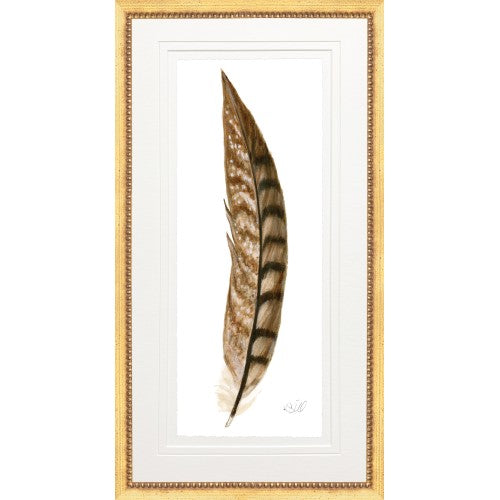 Pheasant Feather 4