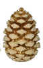 Jeweled Pinecone