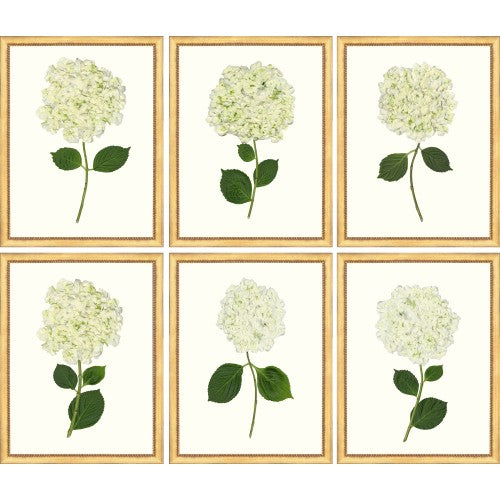 White Hydrangea in Gold Frame