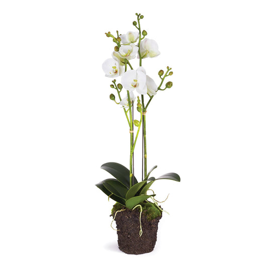 Phalaenopsis Orchid X 2 Drop-In 23"