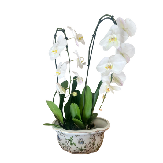 Cherry Blossom Floral Oval Cachepot Small