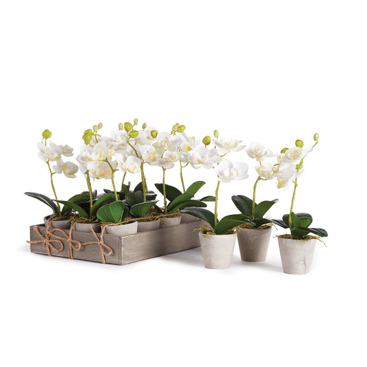 Mini 9" Potted Phalaenopsis