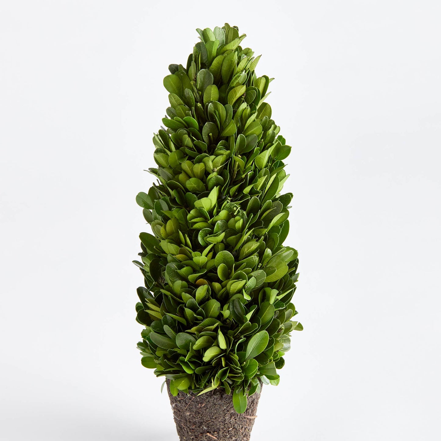 Boxwood Cone Topiary Drop-In 12": Preserved Greens