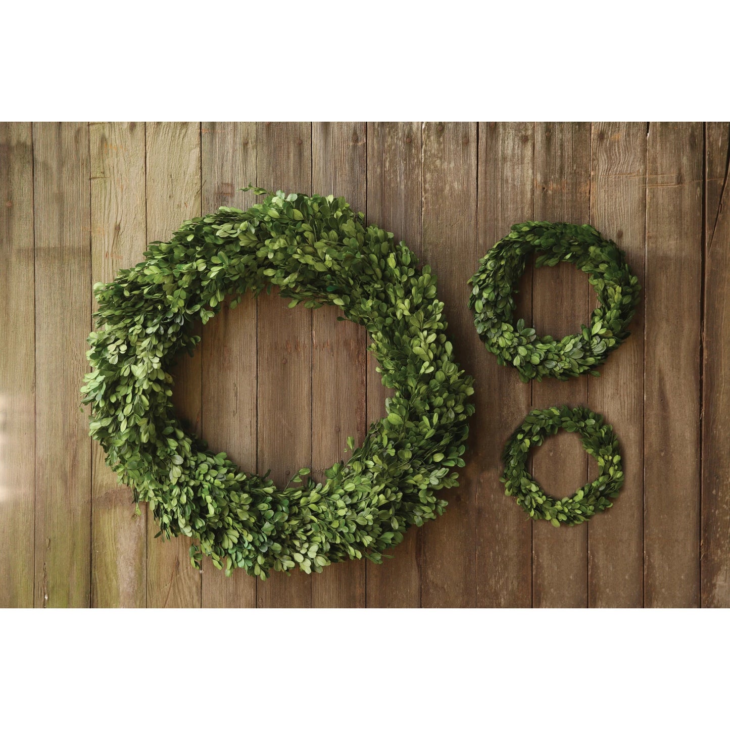 Preserved Boxwood Wreath - 10 Inch Dia.