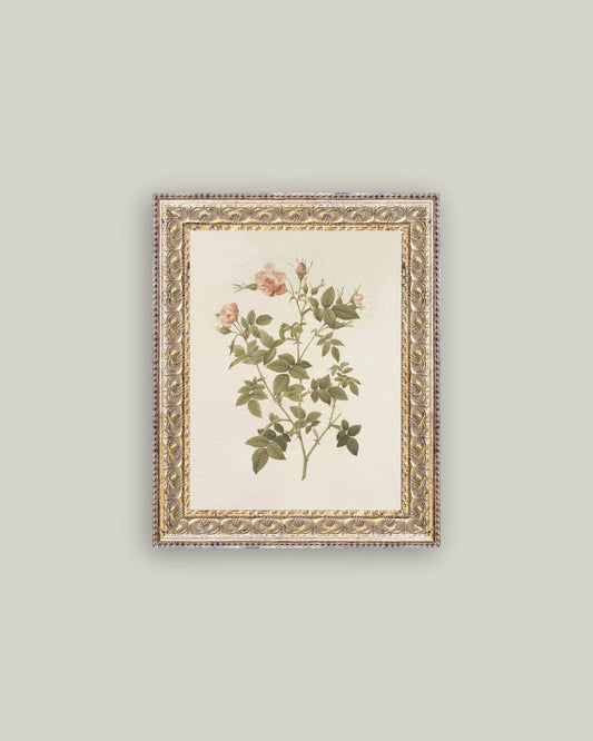 Rosa Framed Antique Art: 8x10