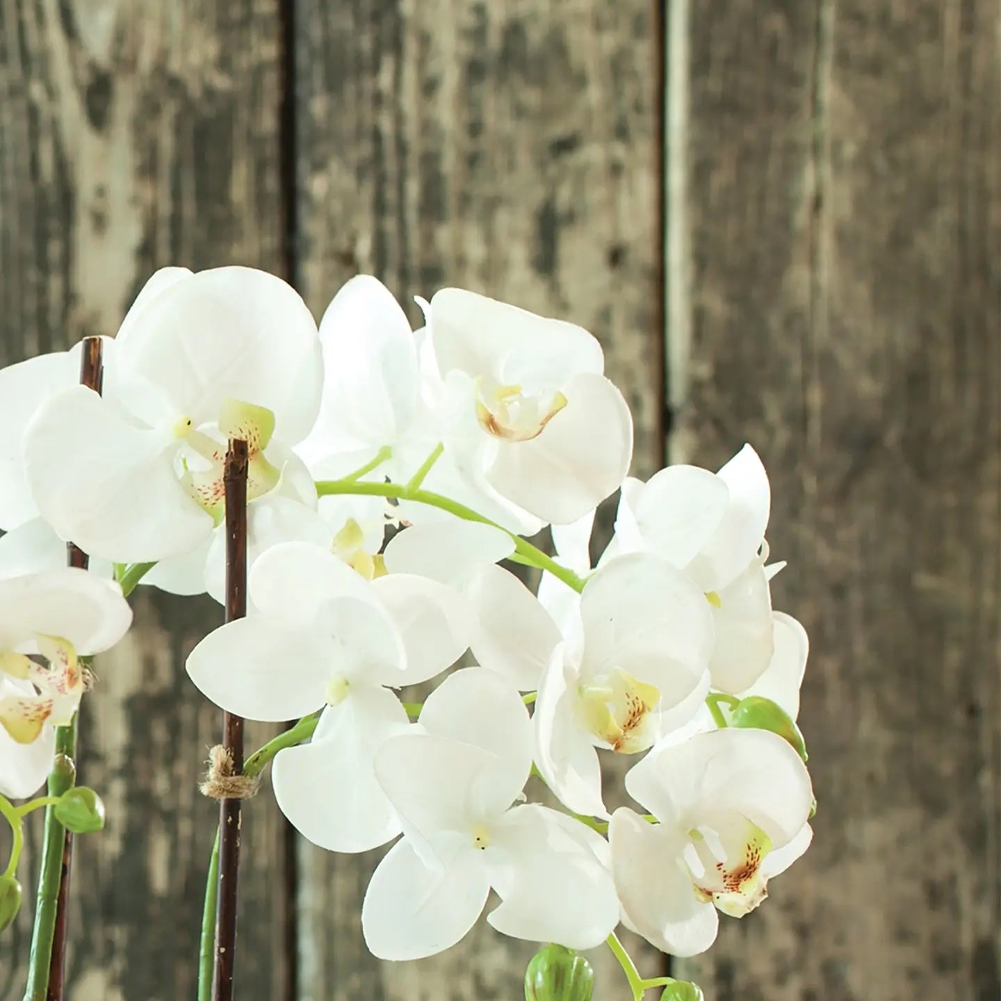 Orchid Drop-In 23"