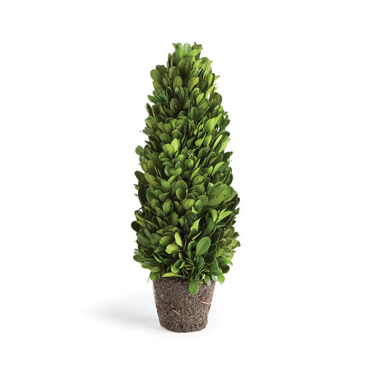 Boxwood Cone Topiary Drop-In 12": Preserved Greens