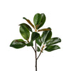 Magnolia Leaf Branch - 24 Inch