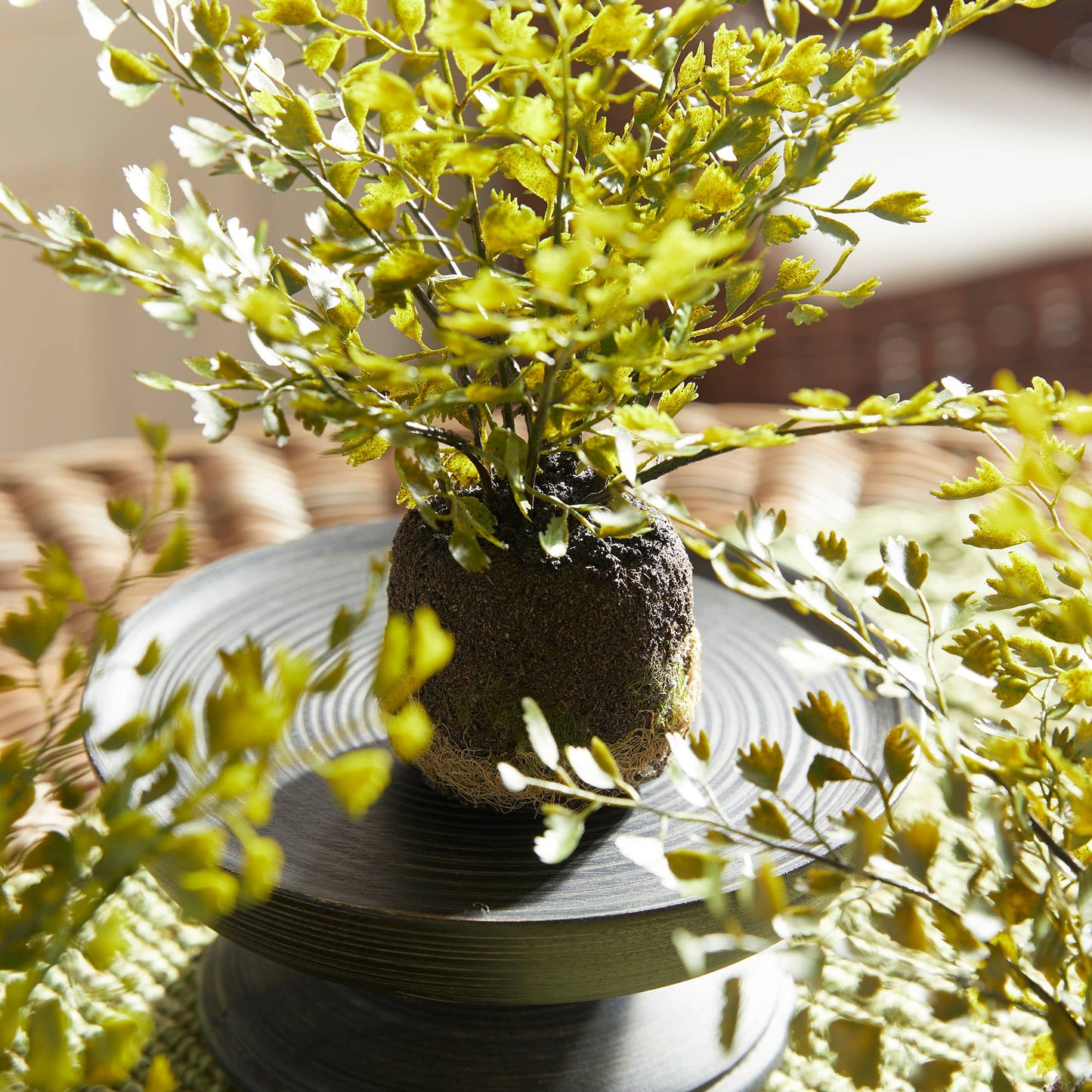 Maidenhair Fern Drop-Ins