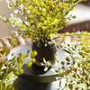 Maidenhair Fern Drop-Ins