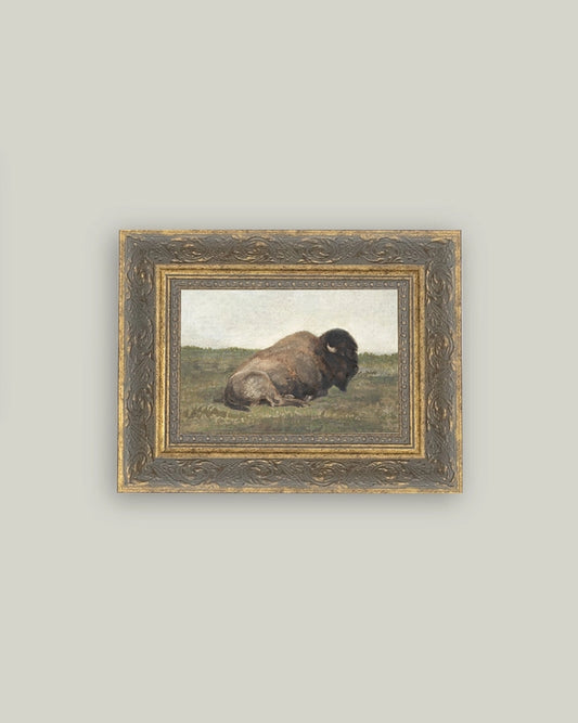 Resting Bison 7x5