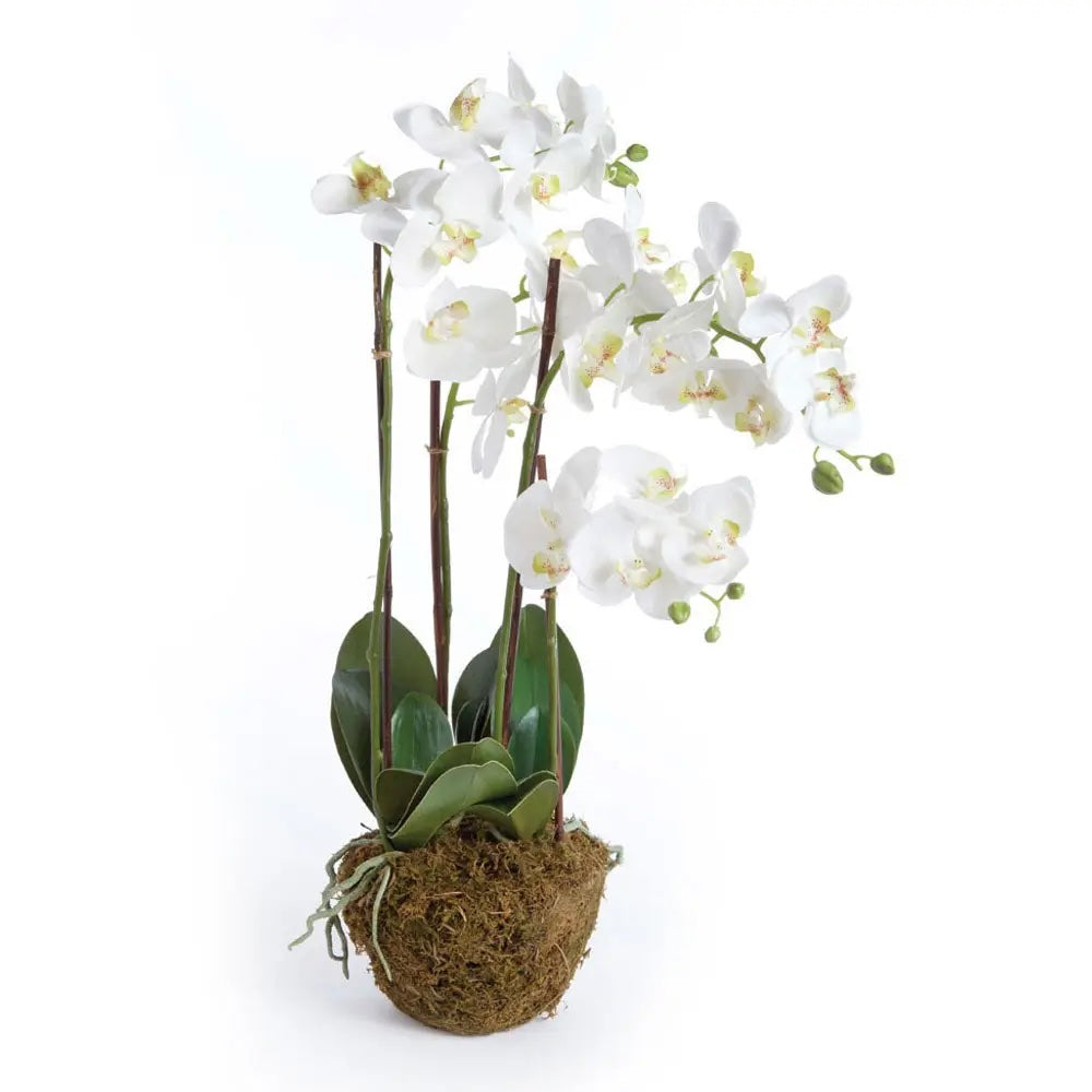 Orchid Drop-In 30"-White