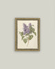 Lilac Branch Framed Antique Art: 5x7