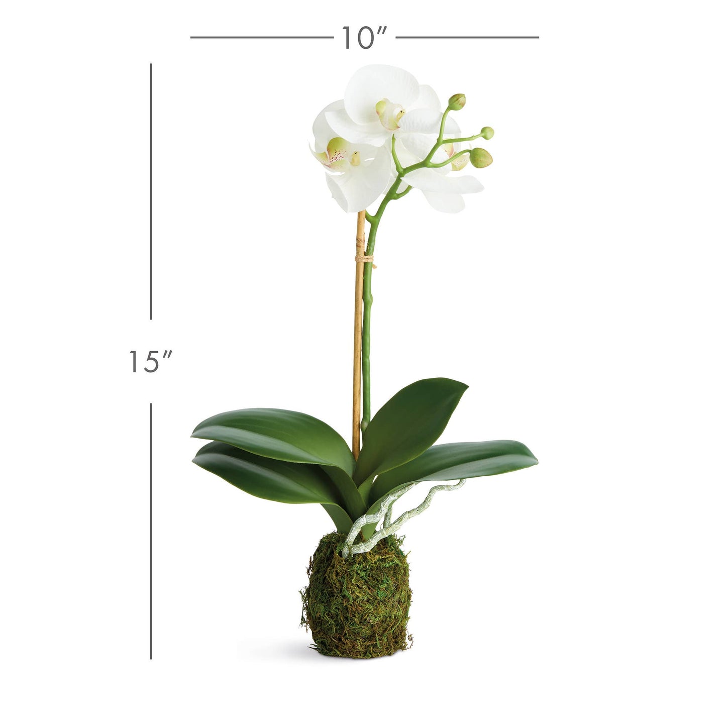 Phalaenopsis Orchid Drop-In 15"