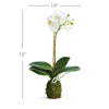 Phalaenopsis Orchid Drop-In 15"