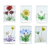 Pressed Wildflower