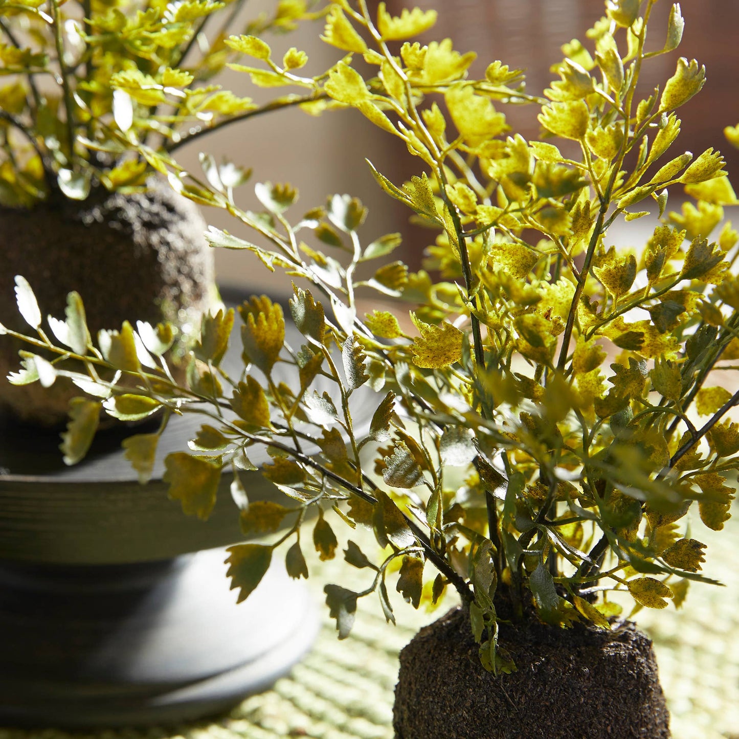Maidenhair Fern Drop-Ins