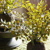 Maidenhair Fern Drop-Ins