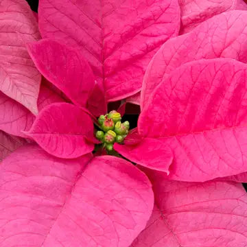 Pink Christmas Tray Inserts