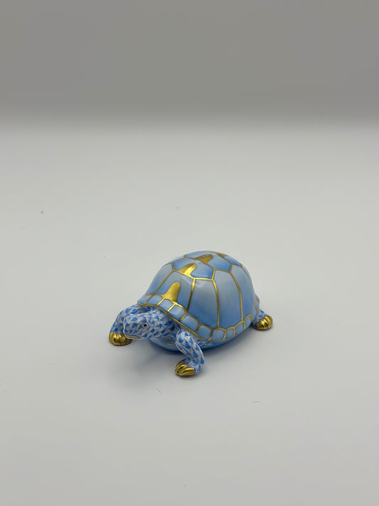 Box Turtle Blue