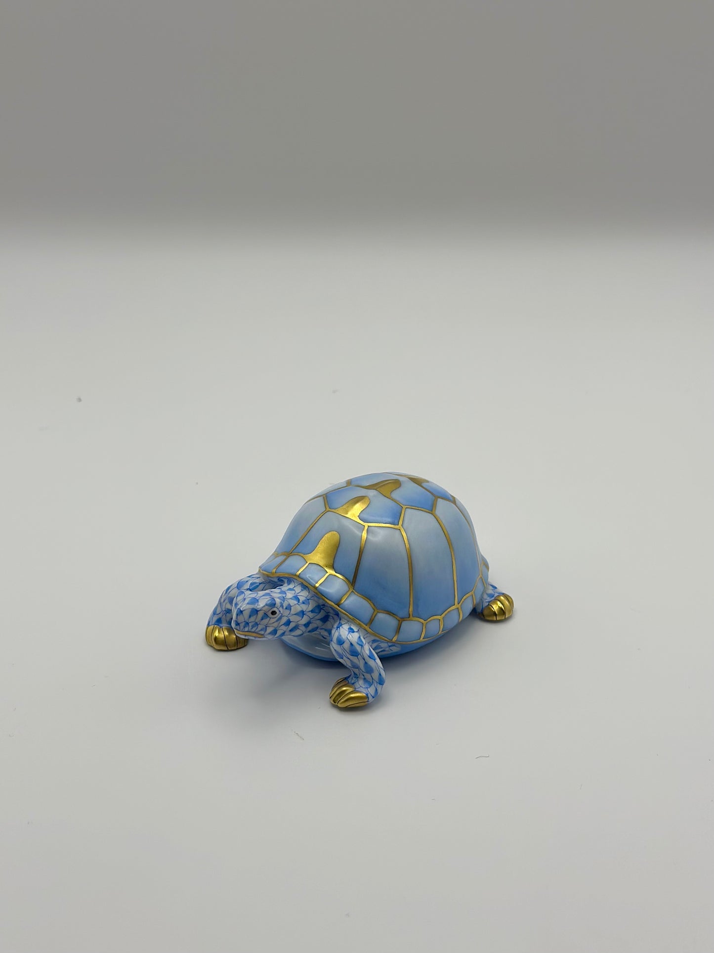 Box Turtle Blue