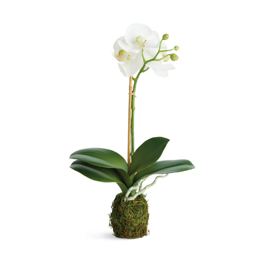 Phalaenopsis Orchid Drop-In 15"