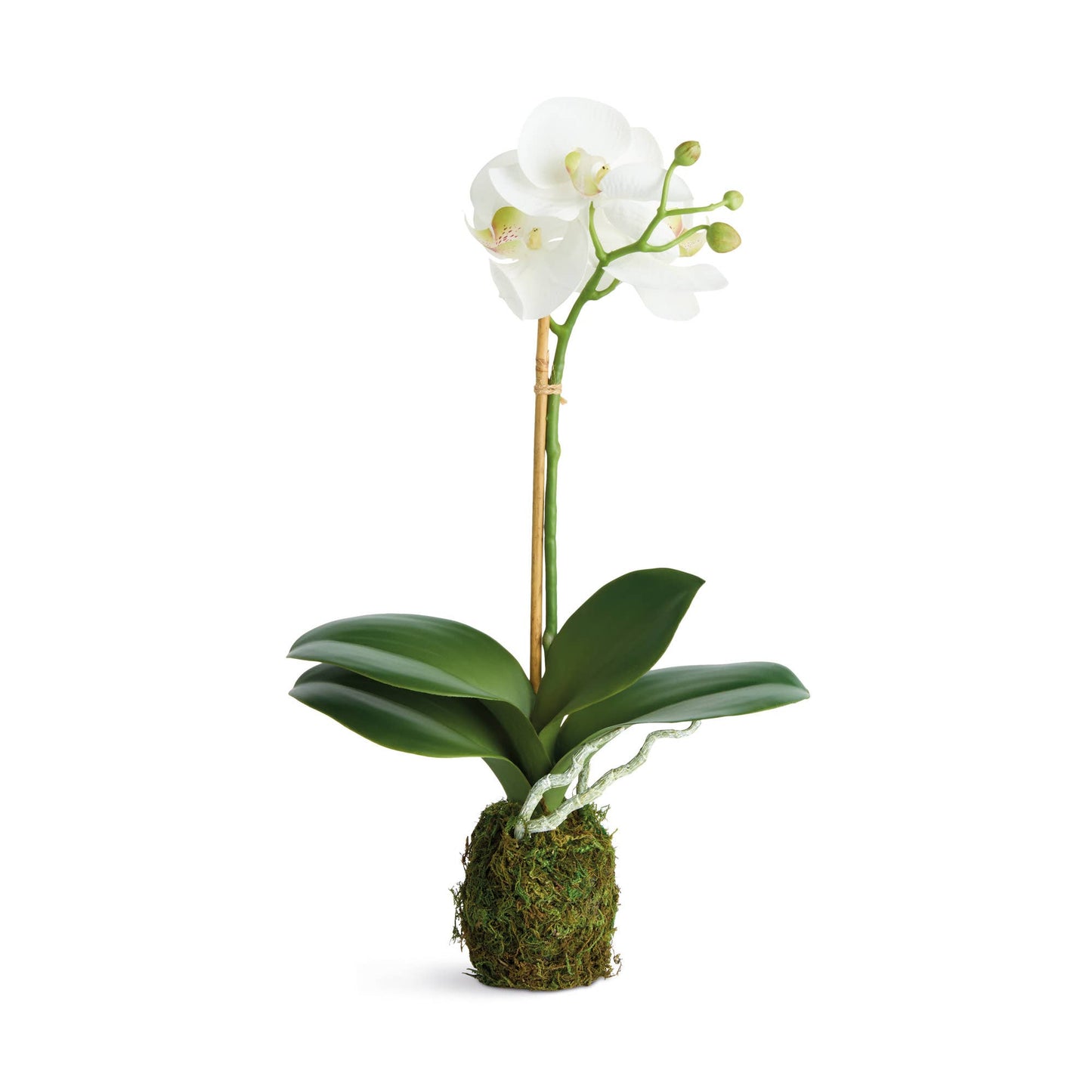 Phalaenopsis Orchid Drop-In 15"