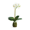 Phalaenopsis Orchid Drop-In 15"