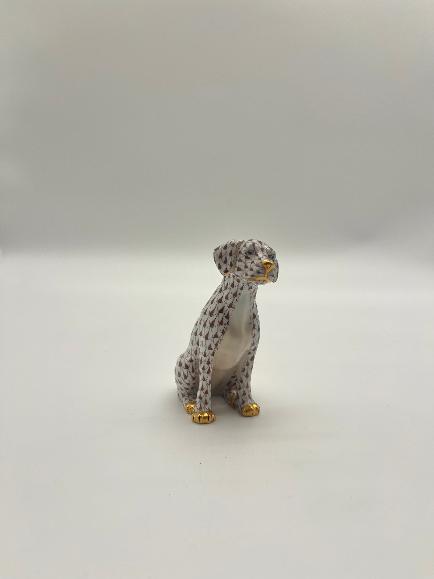 Labrador Chocolate