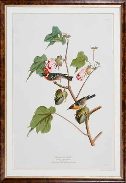 Bay Breasted Warbler