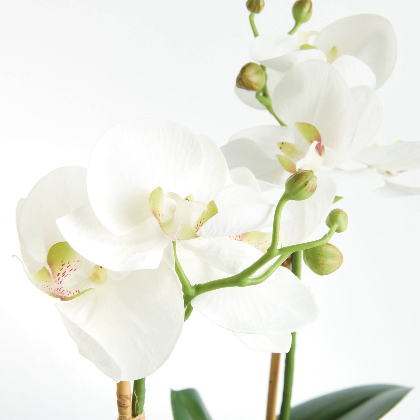 Phalaenopsis Orchid Drop-In 15"