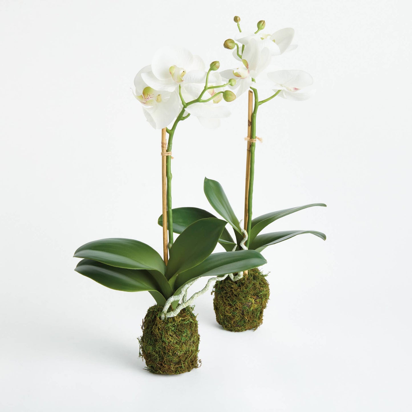 Phalaenopsis Orchid Drop-In 15"