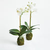 Phalaenopsis Orchid Drop-In 15"
