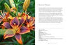 Lilies: Beautiful Varieties for Home & Garden
