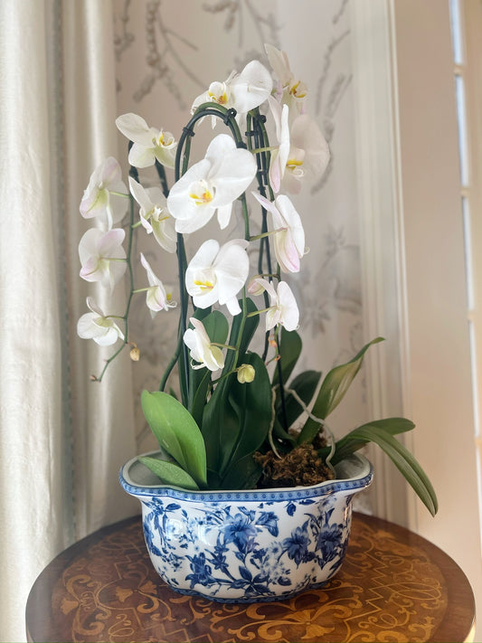 Blue & White Oval Cachepot Large