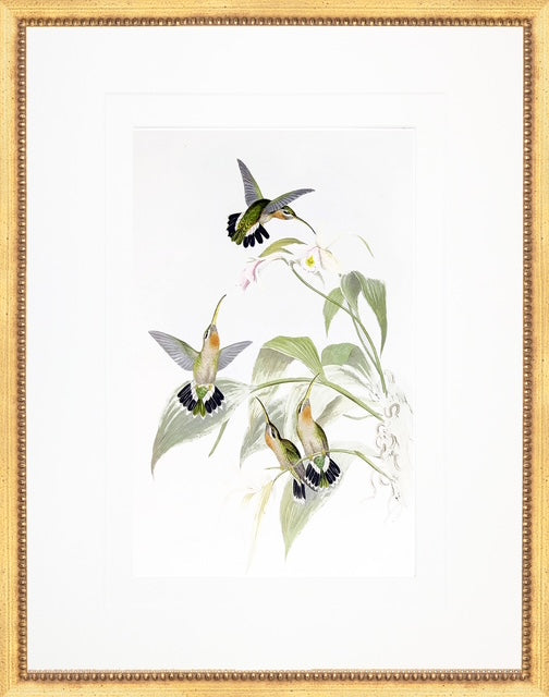 Three Hummingbirds  in Gold Frame