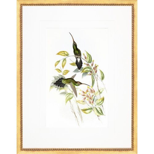 Gould Hummingbirds III - Framed Print